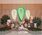Small Photo #65 Chihuahua Puppy For Sale in CHARLESTON, AR, USA
