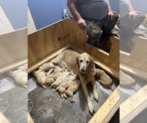 Mother of the Golden Retriever puppies born on 02/04/2023