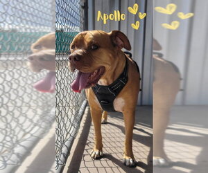 Apollo - Male American Staffordshire Terrier-Boxer Mix Dog for Adoption - Photo #3