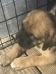 Small Photo #9 Mastiff Puppy For Sale in COPPERAS COVE, TX, USA
