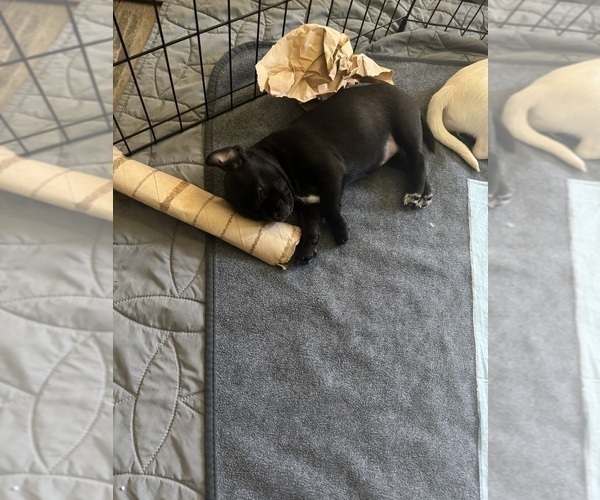 Medium Photo #11 Mutt Puppy For Sale in ORANGE, CA, USA