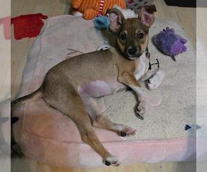 Chihuahua-Unknown Mix Dogs for adoption in San Antonio, TX, USA