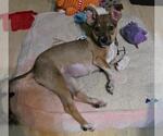 Dory - Female Chihuahua-Unknown Mix Dog for Adoption - Small photo