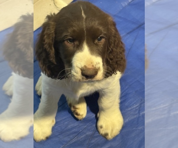 Medium Photo #3 English Springer Spaniel Puppy For Sale in TUALATIN, OR, USA