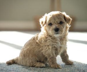 Bichpoo-Maltipoo Mix Puppy for sale in LEESBURG, VA, USA