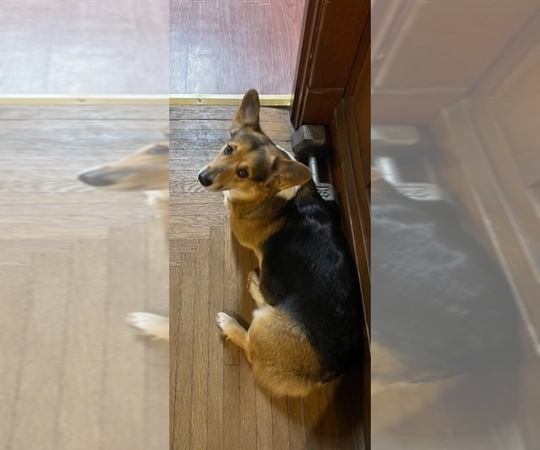 Medium Photo #1 Pembroke Welsh Corgi Puppy For Sale in MIDDLETOWN, OH, USA
