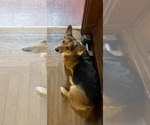 Small Photo #1 Pembroke Welsh Corgi Puppy For Sale in MIDDLETOWN, OH, USA