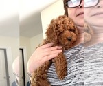 Small Photo #5 Poodle (Toy) Puppy For Sale in NORTH HAMPTON, MA, USA