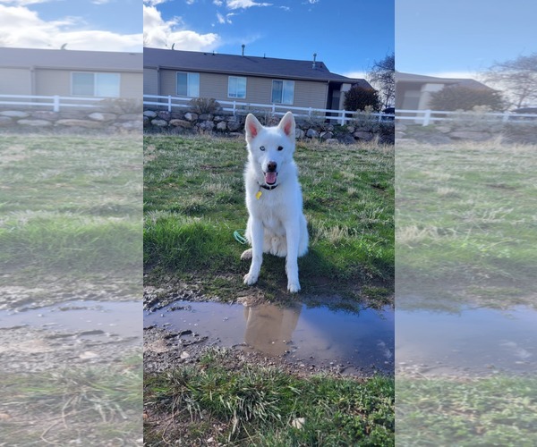 Medium Photo #30 Huskies -Unknown Mix Puppy For Sale in Sandy, UT, USA