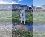 Small #29 Huskies  Mix