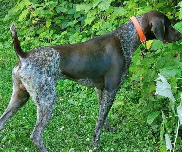 Full screen Photo #1 German Shorthaired Pointer Puppy For Sale in PRINCETON, IA, USA