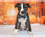Small #1 Breeder Profile image