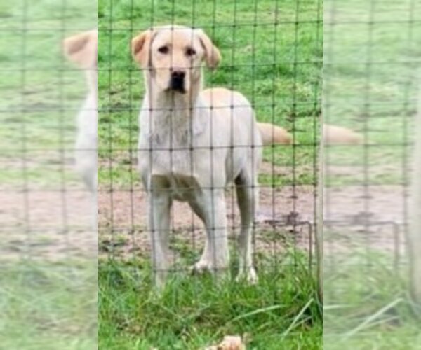 Medium Photo #1 Labrador Retriever Puppy For Sale in OLYMPIA, WA, USA