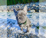 Small Photo #9 French Bulldog Puppy For Sale in ARLINGTON, WA, USA