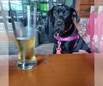 Small #1 Labrador Retriever Mix