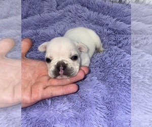 French Bulldog Puppy for sale in SANDY HOOK, KY, USA