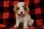 Small Photo #10 Cavapoo Puppy For Sale in PHOENIX, AZ, USA