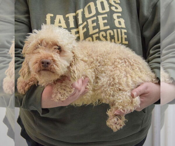 Medium Photo #2 Mutt Puppy For Sale in Huntley, IL, USA