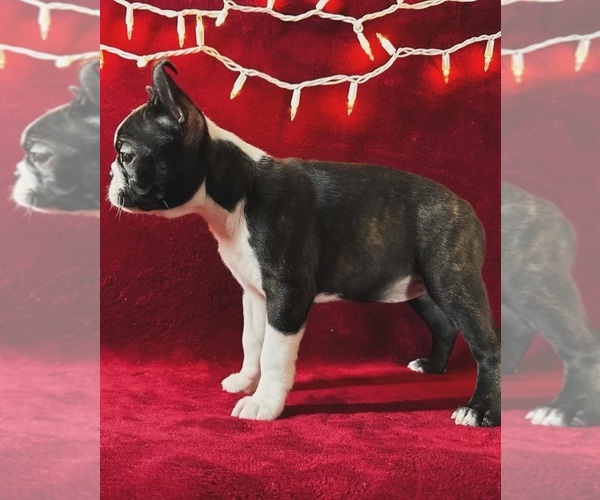 Medium Photo #2 Boston Terrier Puppy For Sale in TURLOCK, CA, USA