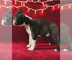 Small Photo #2 Boston Terrier Puppy For Sale in TURLOCK, CA, USA