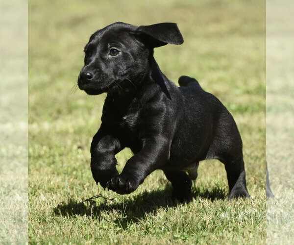 Medium Photo #7 Dachsador Puppy For Sale in Mechanicsburg, PA, USA