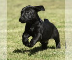 Small #6 Dachsador