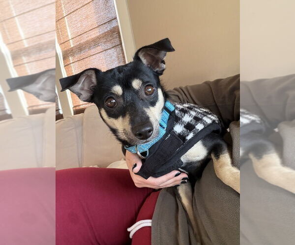 Medium Photo #2 Chiweenie Puppy For Sale in Brewster, NY, USA