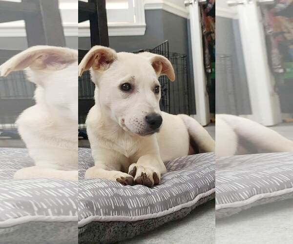 Medium Photo #5 Labrenees Puppy For Sale in Fultonham, NY, USA