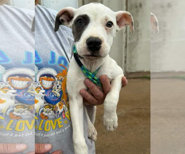 Medium Photo #7 American Pit Bull Terrier-Staffordshire Bull Terrier Mix Puppy For Sale in Coralville, IA, USA
