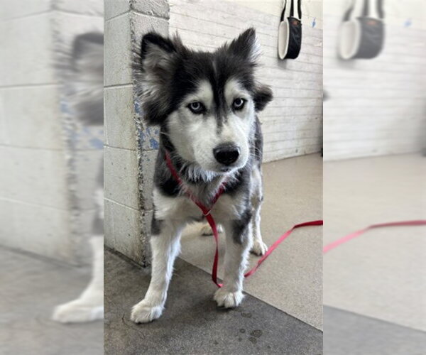 Medium Photo #1 Siberian Husky Puppy For Sale in San Bernardino, CA, USA
