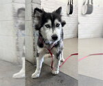 Small Siberian Husky