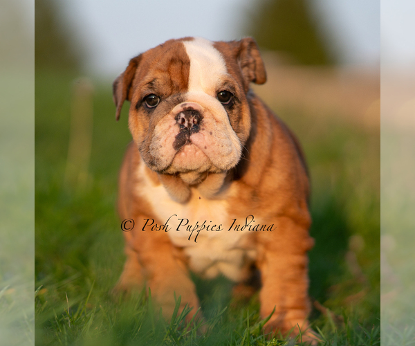 Medium Photo #59 English Bulldog Puppy For Sale in WARSAW, IN, USA