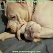 Small Photo #39 Dogo Argentino Puppy For Sale in PINEVILLE, MO, USA