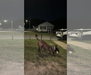 Brock - Located in Tennessee - Male Mutt Dog for Adoption - Photo #5