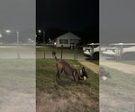 Small Photo #5 Mutt Puppy For Sale in Imlay City, MI, USA