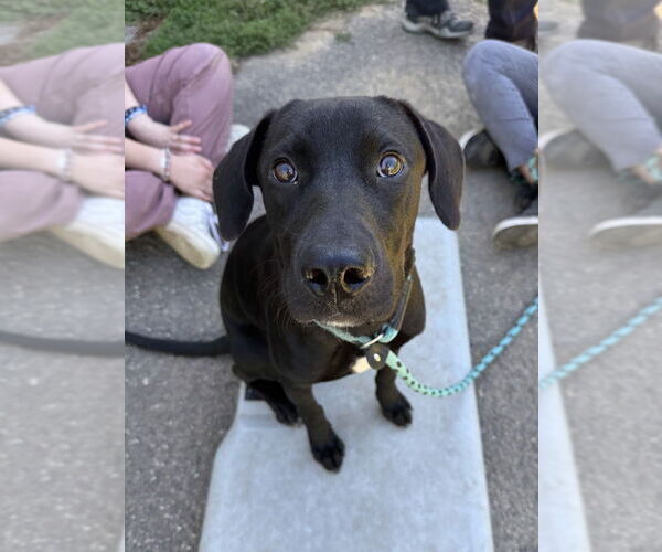 Medium Photo #2 Labrador Retriever-Unknown Mix Puppy For Sale in Brewster, NY, USA