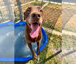 Small #12 Labrador Retriever Mix