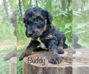 Goldendoodle Puppy for Sale in CAPON BRIDGE, West Virginia USA