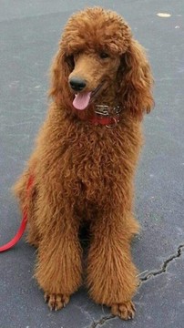 Medium Photo #1 Labradoodle Puppy For Sale in MCDONOUGH, GA, USA