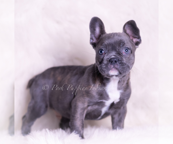 Medium Photo #43 French Bulldog Puppy For Sale in WARSAW, IN, USA