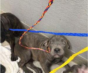 Great Dane-Unknown Mix Dogs for adoption in Las Vegas, NV, USA