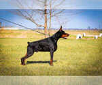 Small #3 Doberman Pinscher