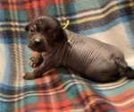 Small Photo #7 Chinese Crested Puppy For Sale in SOUTHERN PINES, NC, USA