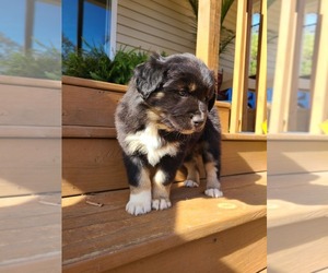 Medium Miniature Australian Shepherd