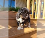 Small Photo #1 Miniature Australian Shepherd Puppy For Sale in DAWSON, GA, USA