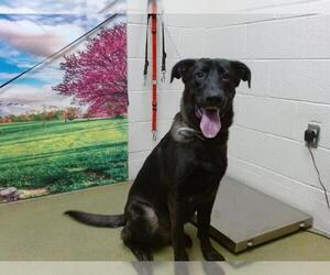 Labrador Retriever-Unknown Mix Dogs for adoption in Moreno Valley, CA, USA