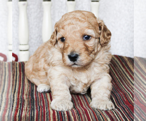 Poodle (Miniature) Puppy for sale in CHRISTIANA, PA, USA