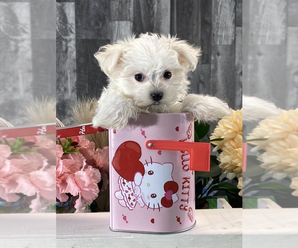 Medium Photo #5 Maltese Puppy For Sale in CANOGA, NY, USA