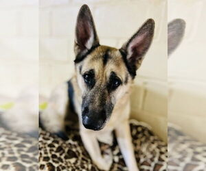 German Shepherd Dog Dogs for adoption in Mt. Airy, MD, USA