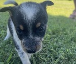 Small Photo #8 Texas Heeler Puppy For Sale in BIGGERSVILLE, MS, USA